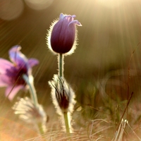 Pulsatilla slavica