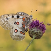 Jasoň červenooký (Parnassius apollo-samička) + pestrica 