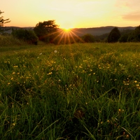 Podvečerní louka