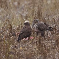 Moták pochop (Circus aeruginosus)/Káně lesní (Buteo buteo)