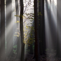 Světlo a les