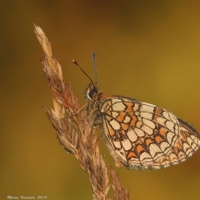 Hnědásek jitrocelový - Melitaea athalia