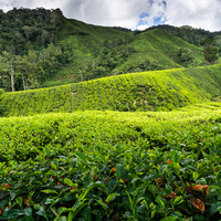 Čajová plantáž v Malajsii