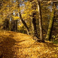 Zlatou cestičkou