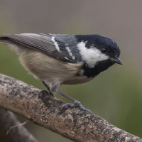 Sýkora uhelníček (Periparus ater)