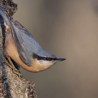 Brhlík lesní – Sitta europaea