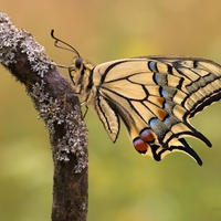 Vidlochvost feniklový (Papilio machaon)  