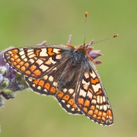 Hnedáčik chrastavcový - Euphydryas aurinia - samček(Veľká Británia)