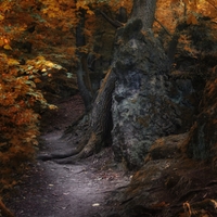 Chodníčkom v lese
