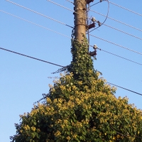 Hedera electrificata