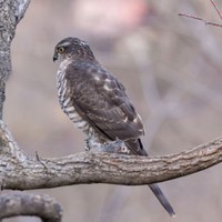 Krahujec obecný (Accipiter nisus)