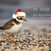 Pf2020