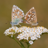 Modráčik vikový - Polyommatus coridon ( kopulácia) 