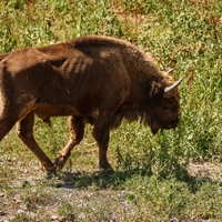 Mladý býček