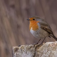 Červenka obecná (Erithacus rubecula)