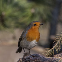 Červenka obecná (Erithacus rubecula)