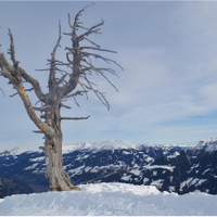 strom nad Zillertalem