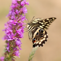 Papilio demodocus (zoo Bojnice)