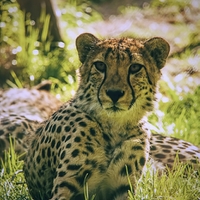 Gepard