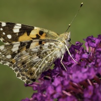 Babočka bodláková - Vanessa cardui