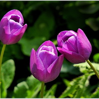 tři  tulipáni .....