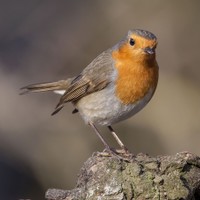 Červenka obecná (Erithacus rubecula)