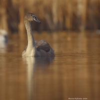 Labuť velká - mládě