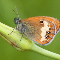 Očkáň medničkový - Coenonympha arcania (samička)