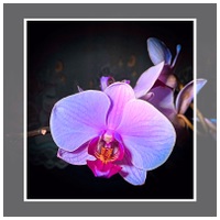 Orchidee