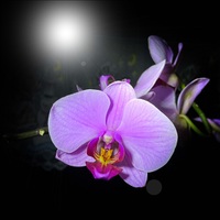 Orchidee