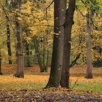 kámo v parku...