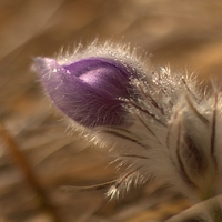Pulsatilla Slavica