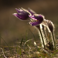 Pulsatilla Slavica