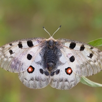 Jasoň červenooký (Parnassius apollo)  samička 