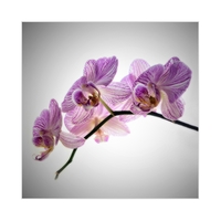 Orchidejová