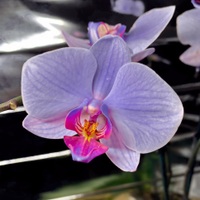 Orchidee