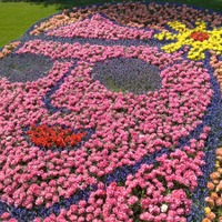 Keukenhof - zahrada plna tulipanu