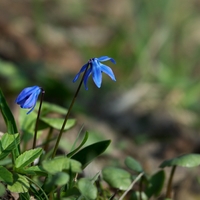 Ladonička