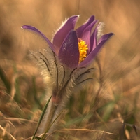 Pulsatilla Slavica