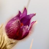 Pulsatilla Slavica