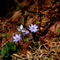 konečně jaro