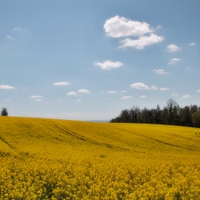 babišland