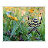 Křižák pruhovaný (Argiope bruennichi)