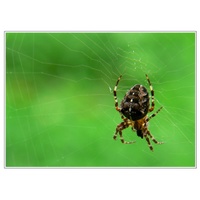 Křižák obecný (Araneus diadematus) 
