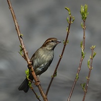 Vrabčí samička