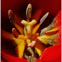 ........ tulipan