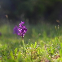 Orchidea z lúky