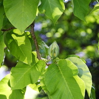 MAGNOLIA ACUMINATA