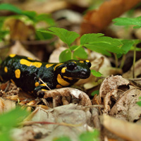 salamandra :)