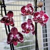 Orchidee